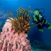 sponge_brown_res_v_0705_png0028.jpg